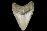 Fossil Megalodon Tooth - North Carolina #130024-1
